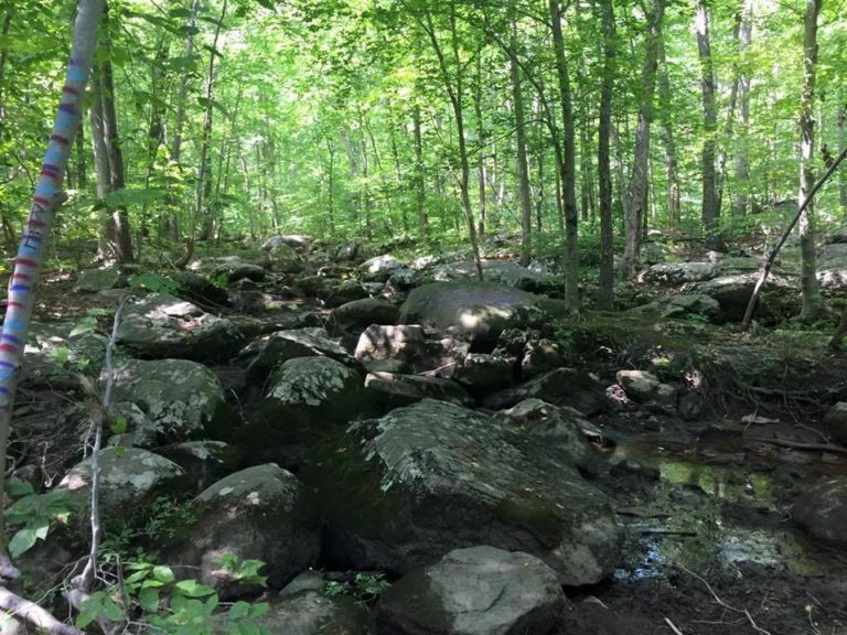 Natural Lands Adds 82 Acres to Crow’s Nest Preserve WeConservePA