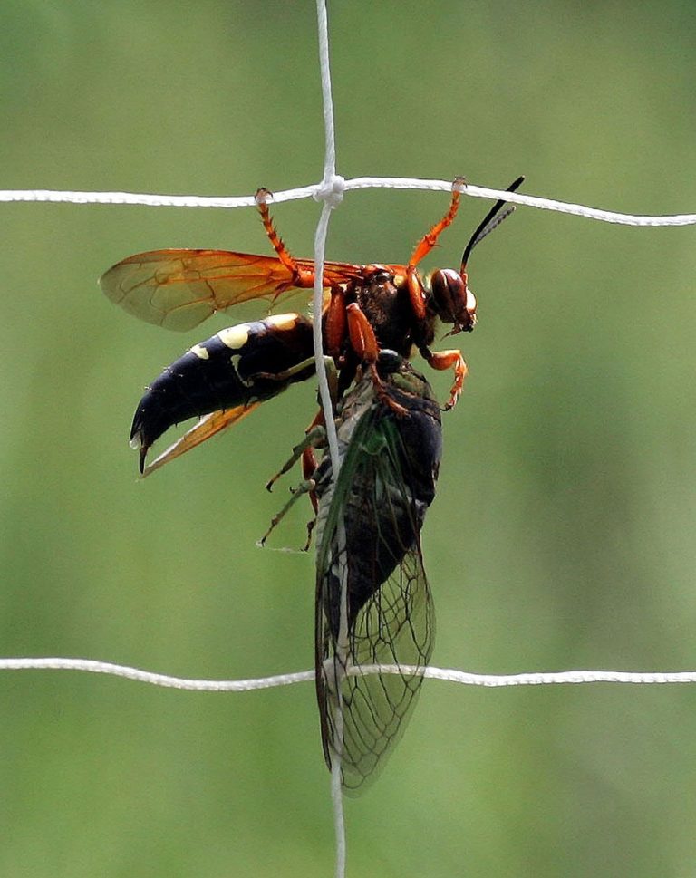 Common Wasps And Hornets Of Pennsylvania Weconservepa 3836