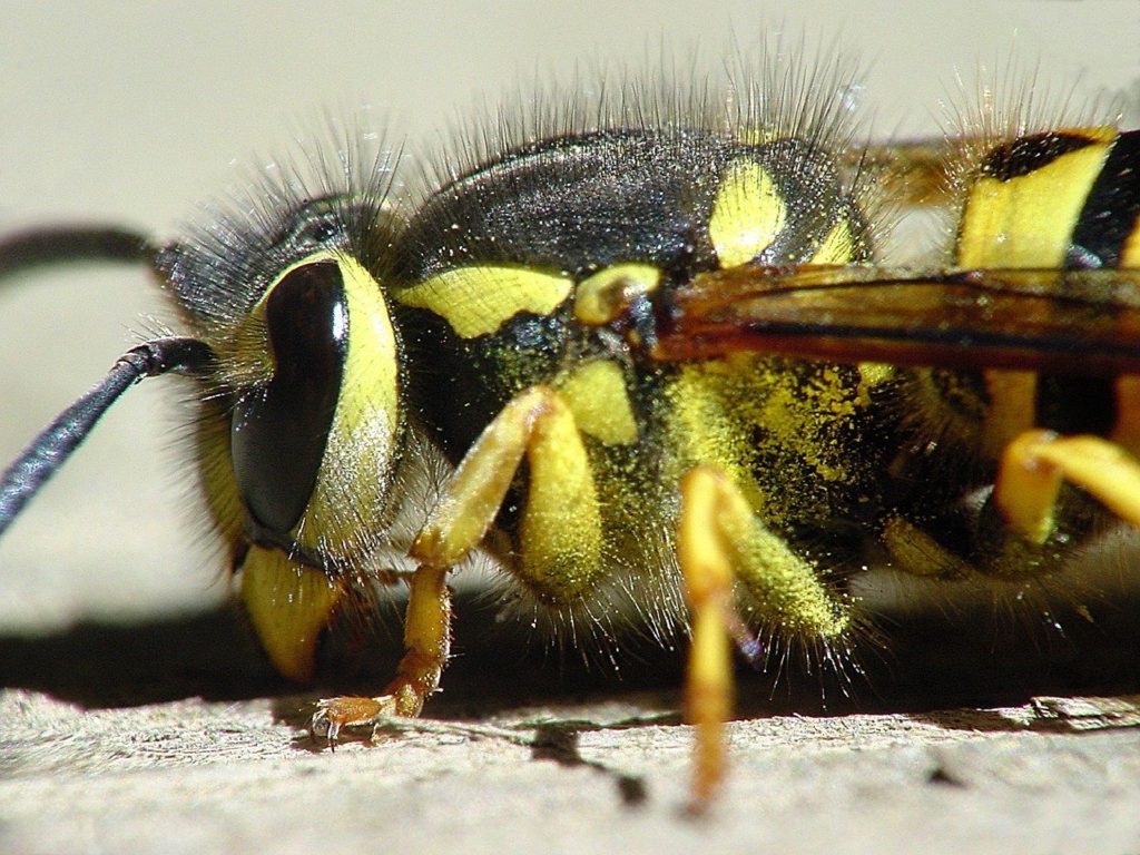 Common Wasps and of Pennsylvania WeConservePA