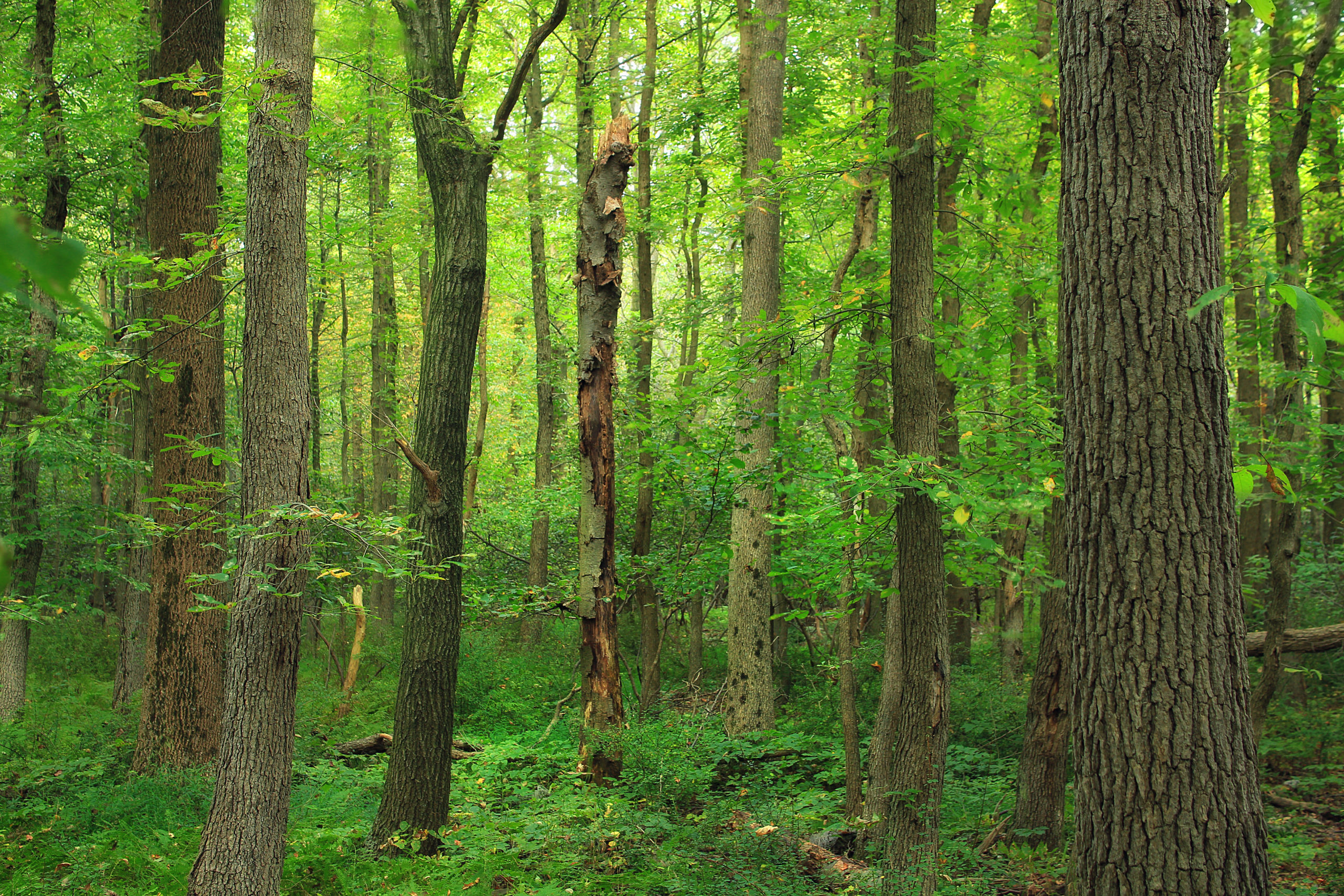 Pennsylvania Environmental Council’s Reforestation Program Works to ...