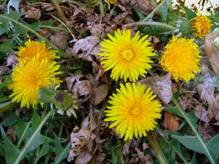 Dandelion | WeConservePA