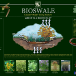 Bioswale