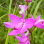 Grass Pink (Calopogon tuberosus)