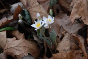 Spring wildflower: Bloodroot (Sanguinaria canadensis). Photo by US Fish and Wildlife Service - Northeast Region.