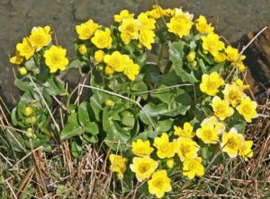 Spring wildflower: March Marigold (Caltha palustris). Photo by W. Bulach, licensed under CC BY-SA 4.0.