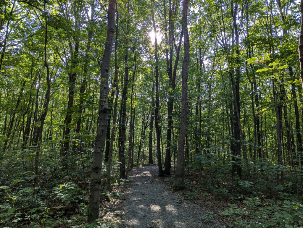 stone surface universal access trail winding off into the forest.