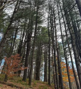 Countryside Conservancy announces 37-acre Lake Carey easement in Wyoming County – Go Health Pro