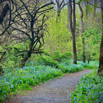 Hummel Nature Park_Dauphin Cty_Credit Lisa Krivenko Coates